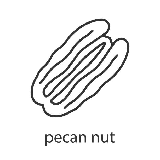 Pecan nut icon Pecan nut linear vector icons. Thin line pecan icon stock illustrations