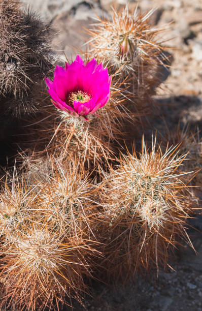 istock Blooming Cactus with pink flower 858923608