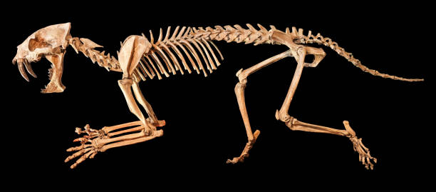 istock Saber - toothed tiger ( Hoplophoneus primaevus ) skeleton . Isolated background 858924644