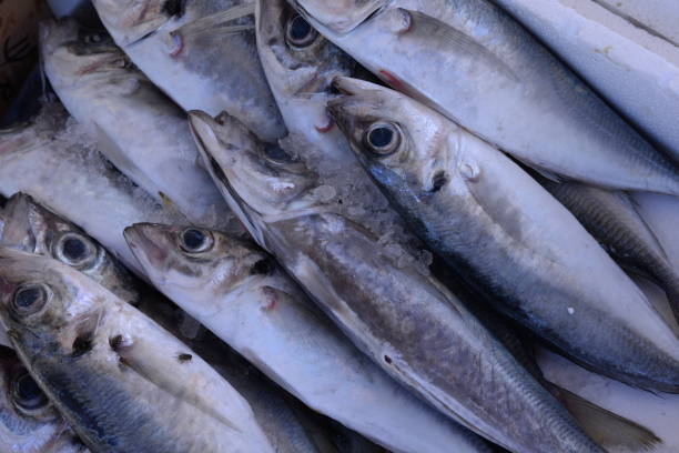 istock Fish at a market 858927248