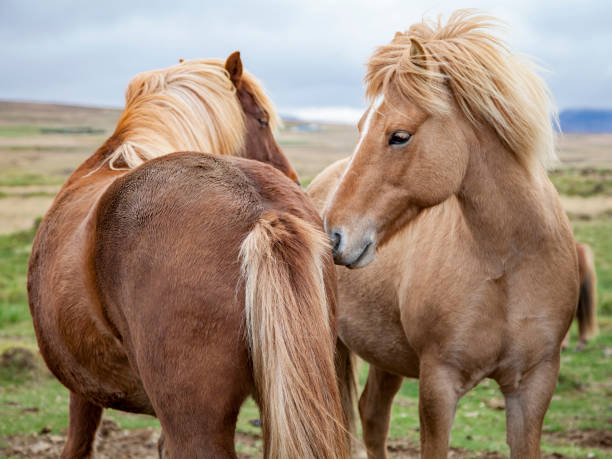 istock A Pair of Icelandic Horses 858928668