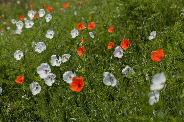 istock white and red poppy in the grass 858928850