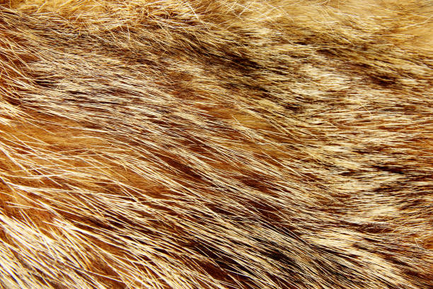 istock Texture of raccoon fur 858931914