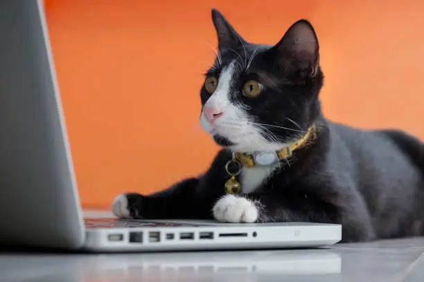 Photo of Black cat working at the computer as a developer online
