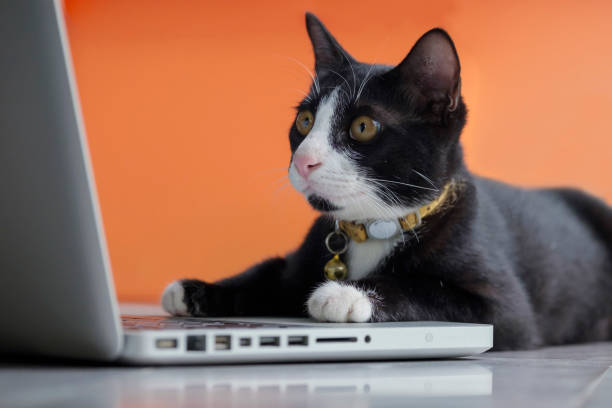 svart katt arbetar vid datorn som en utvecklare online - katt thai bildbanksfoton och bilder