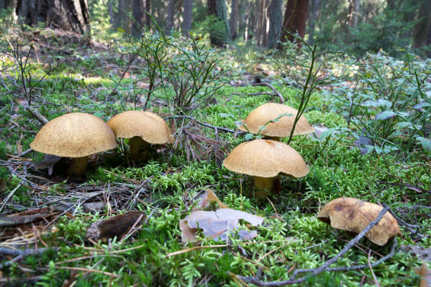 Group of many mushrooms (boletuses) growing on forest floor from green moss, edible fungus Velvet Bolete (Suillus variegatus), Autumn, Europe Group of many mushrooms (boletuses) growing on forest floor from green moss, edible fungus Velvet Bolete (Suillus variegatus), Autumn, Europe suillus variegatus stock pictures, royalty-free photos & images