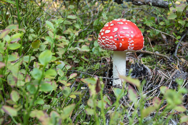 close-up of young red mushroom growing on forest floor, poisonous toadstool fly agaric (amanita muscaria), autumn, europe - mushroom fly agaric mushroom photograph toadstool imagens e fotografias de stock