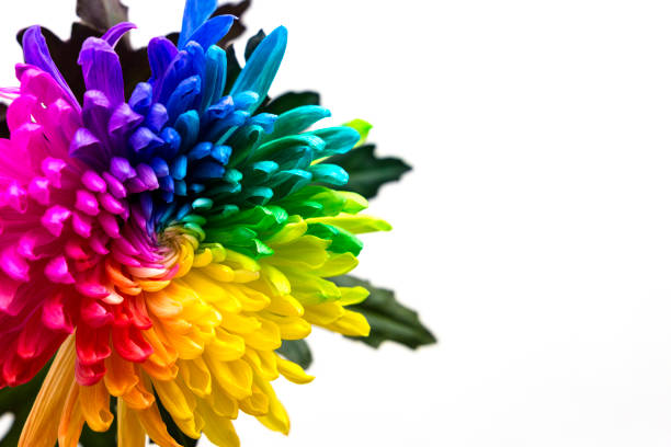 istock real multicolored chrysanthemum flower on the white background 858936102
