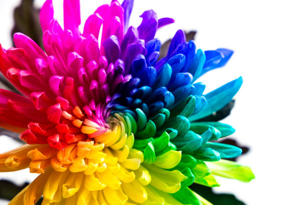 istock real multicolored chrysanthemum flower on the white background 858936108