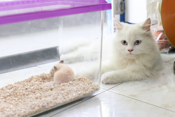 istock White Persian cat is lying next to hamster transparent plastic cage and looking at something 858940676