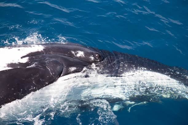 istock The head and eye of a humpback whale doing a sideways turn 858941290