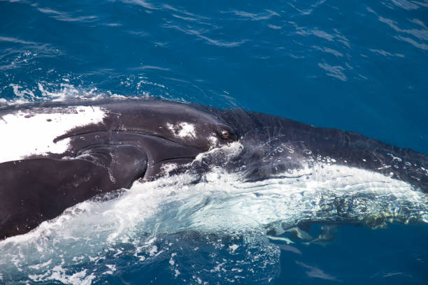 istock The head and eye of a humpback whale doing a sideways turn 858941296