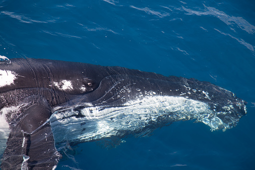 Humpback whales in the Kimberley. These humpbacks migrate here every year as it is an important breeding ground for them.