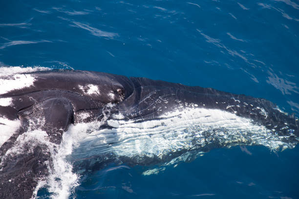 istock The head and eye of a humpback whale doing a sideways turn 858941316