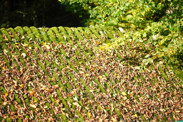 Old, dilapidated roof with autumn leaves