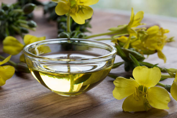 oenothera; biennis; primrose; donkey; flower; background; bloom; blooming; blossom; candle; closeup; color; concept; countryside; dark; dawn; day; evening; field; flora; floral; flowery; fresh; full; garden; grass; green; growth; head; herb; leaves; meadow; medical; medicinal; moonlight; natural; nature; night; no people; nobody; oil; outdoors; outside; petal; plant; spring; star; summer; time; yellow