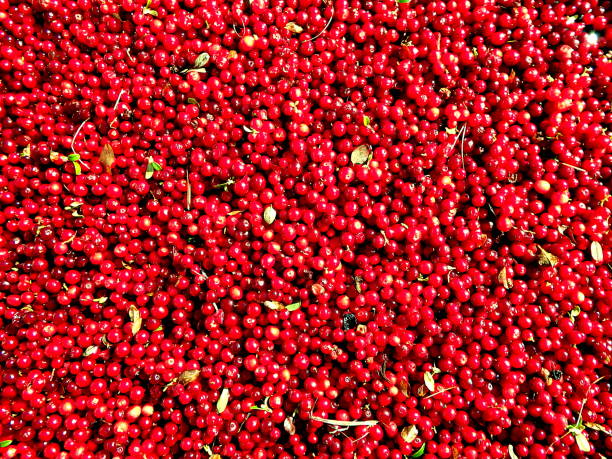 istock Cranberry - red background 858945626