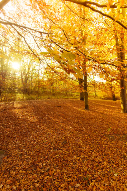 istock Colorful autumn in park. 858946230