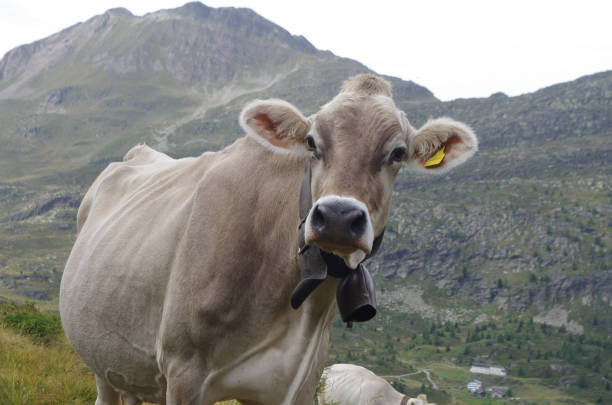 istock Cow in the Alps 858946440