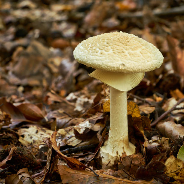 Amanita citrina on the forest floor Amanita citrina on the forest floor in autumn amanita citrina photos stock pictures, royalty-free photos & images