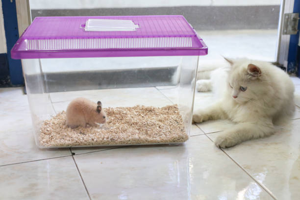 istock white Persian cat is watching outside and Syrian hamster is in plastic transparent cage 858948944