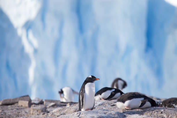 istock gentoo penguin, glacier background 858949386