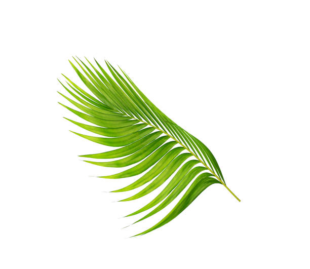 istock green leaves of palm tree isolated on white background 858949542