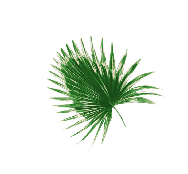 istock Green leaves of palm tree on white background 858949570