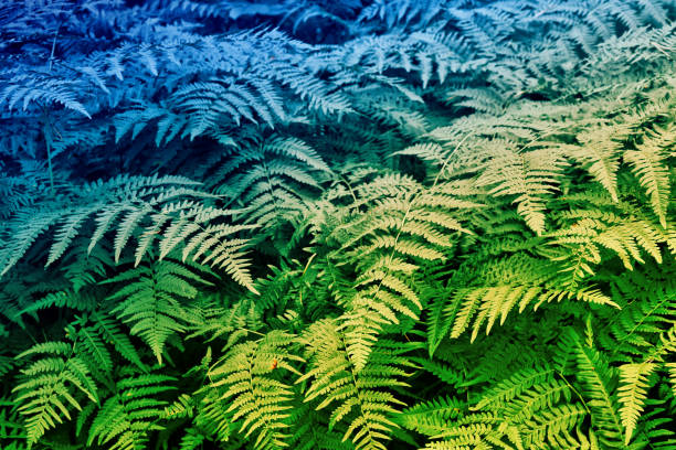 istock Green leaves fern 858955678