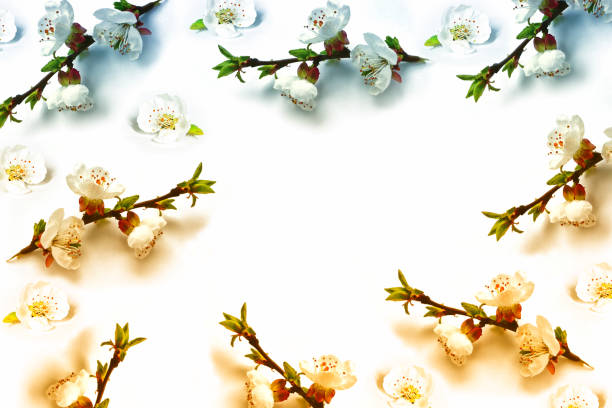 istock branch of apple isolated on a white background. Spring 858955846