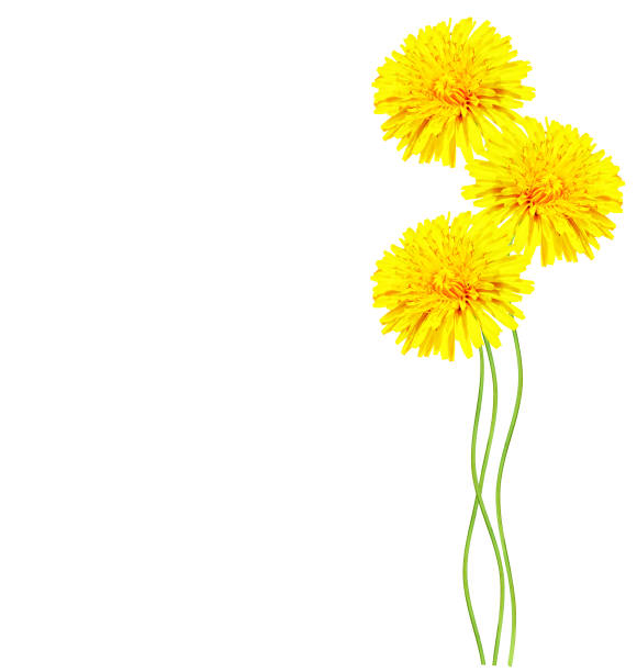 Fluffy dandelion flower isolated on white background.