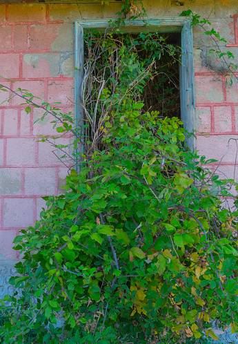 Wooden window in a wall with ivy leaves leafless in winter