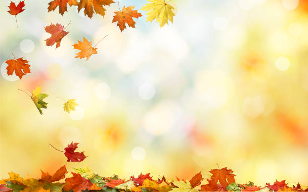 fallande lönnlöv höst naturliga bakgrund. färgglada bladverk - autumn bildbanksfoton och bilder