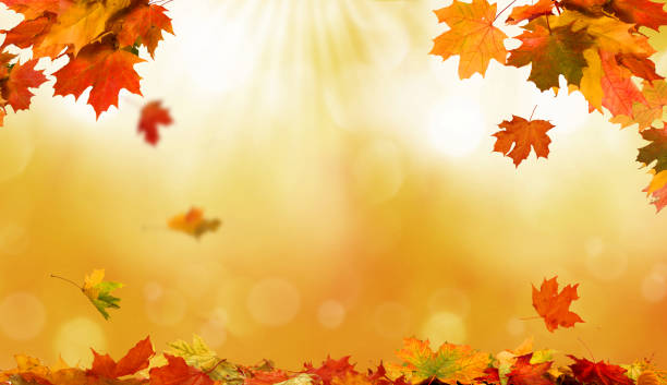 istock Falling autumn maple leaves natural background .Colorful foliage 858959972