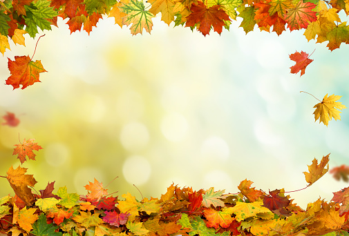 Autumn falling maple leaves isolated on white backgroundautumn leaves