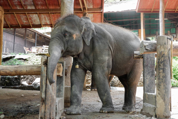 istock Asia baby elephant, Thailand 858963124