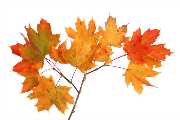 istock Branch of autumn maple leaves isolated on white background 858963520
