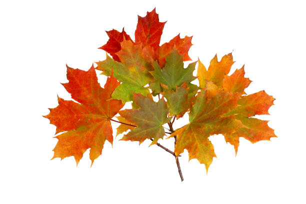 istock Branch of autumn maple leaves isolated on white background 858963728