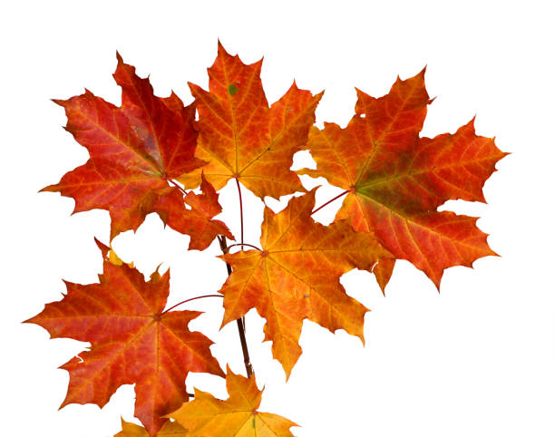 istock Autumn leaves isolated on white background 858966496