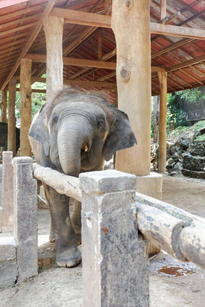 istock Asia baby elephant, Thailand 858966758