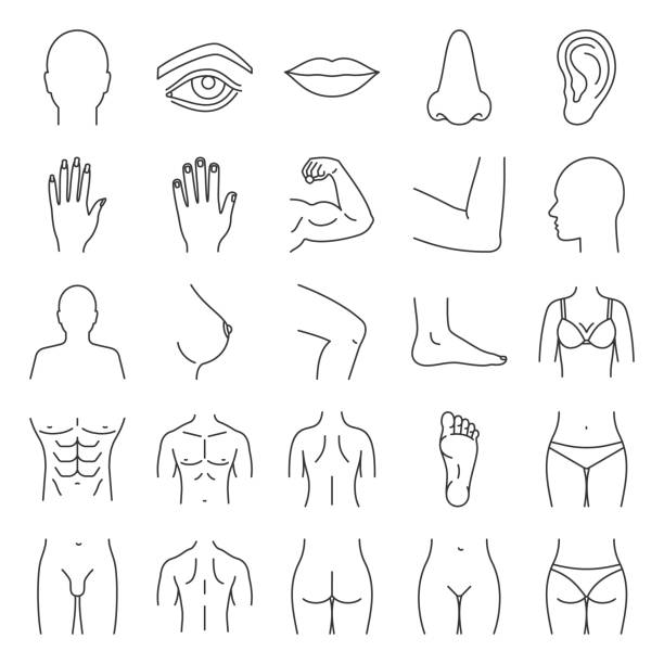 ilustraciones, imágenes clip art, dibujos animados e iconos de stock de de las partes del cuerpo humano - torso