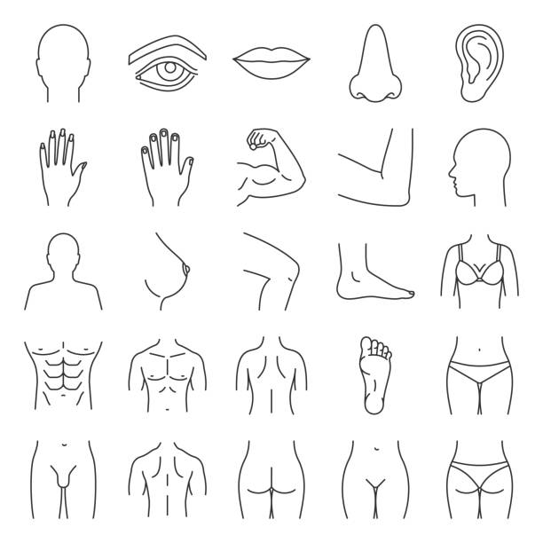ilustrações de stock, clip art, desenhos animados e ícones de human body parts set - torso