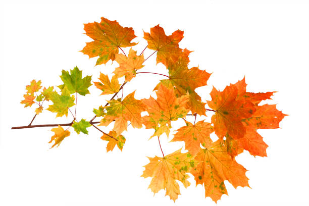 istock Branch of autumn maple leaves isolated on white background 858967972