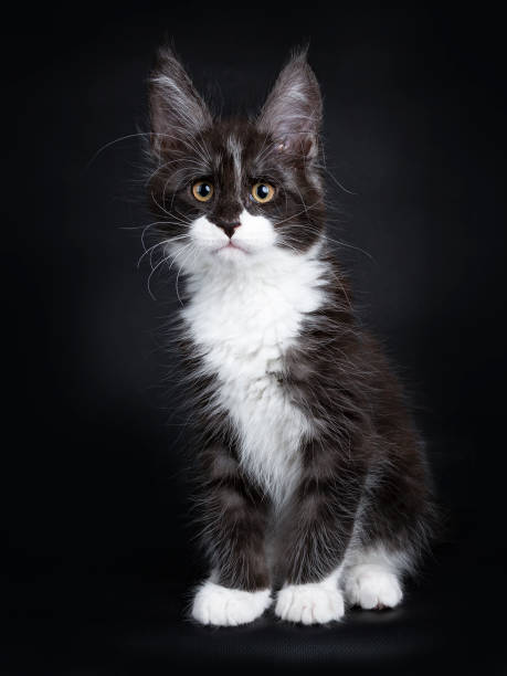 istock Black smoke maine coon cat kitten sitting isolated on black background looking curiously 858967986