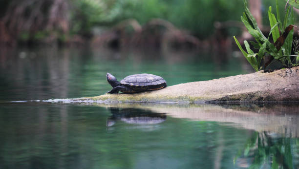 tortuga de cumberland slider (trachemys scripta troostii) - emídidos fotos fotografías e imágenes de stock