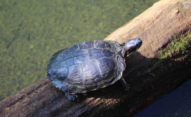 tortuga de cumberland slider (trachemys scripta troostii) - emídidos fotos fotografías e imágenes de stock