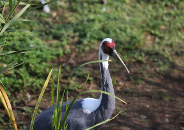 A closeup shot of a fierce looking Eastern crowned crane in the zoo