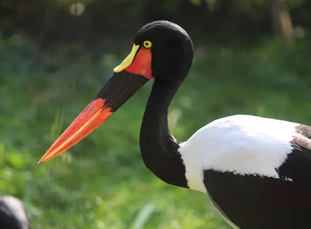 close up of saddle-billed stork