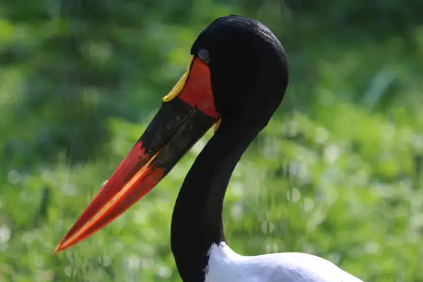 close up of saddle-billed stork