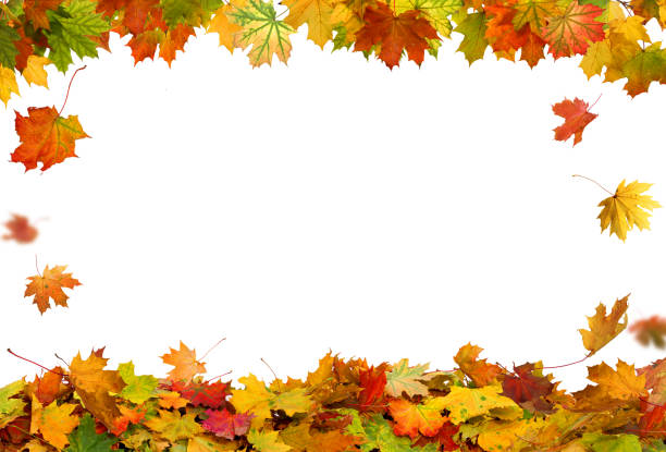 istock Autumn falling maple leaves isolated on white background 858971526